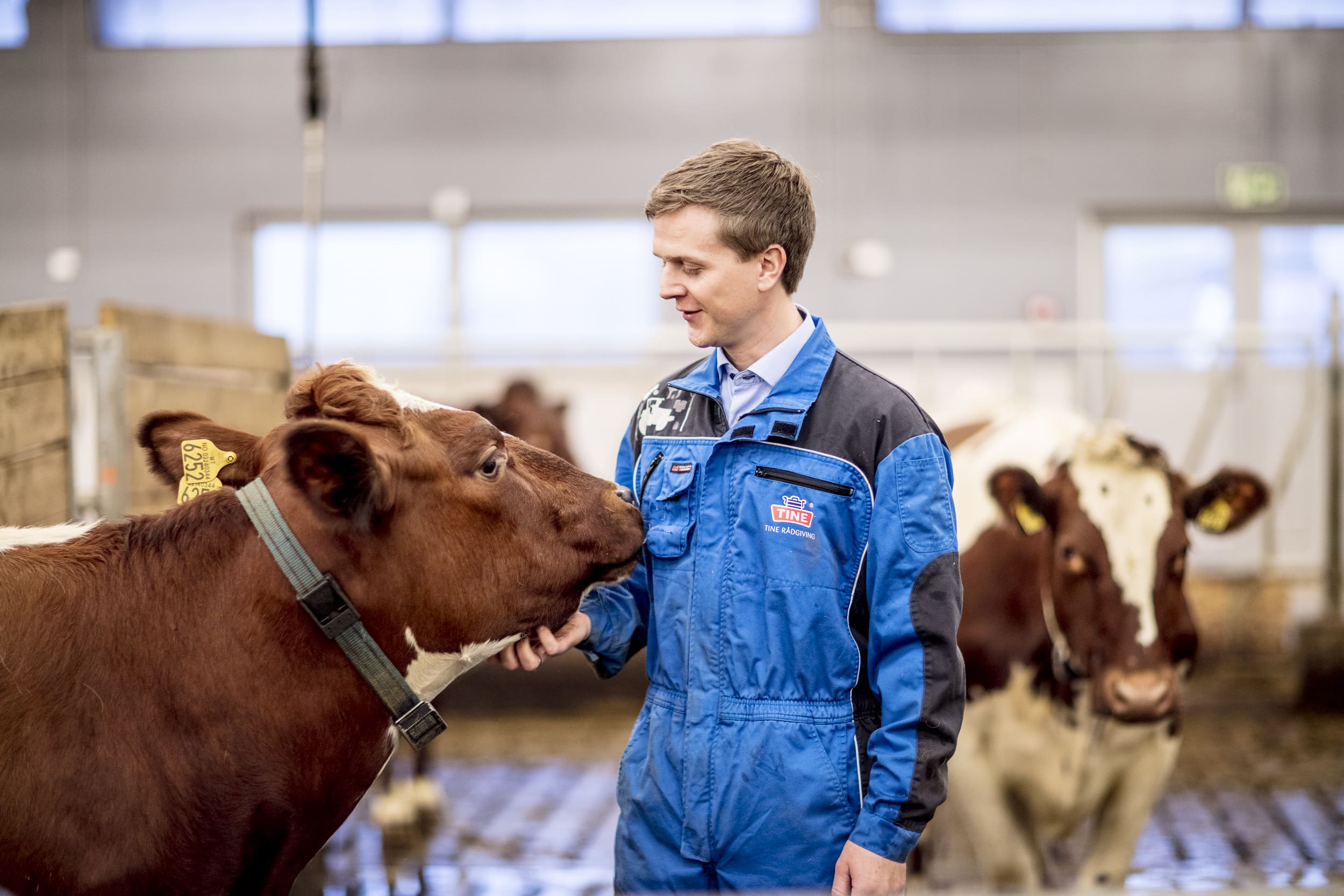 Tine velger Achilles for å styrke leverandørstyring med StartBANK