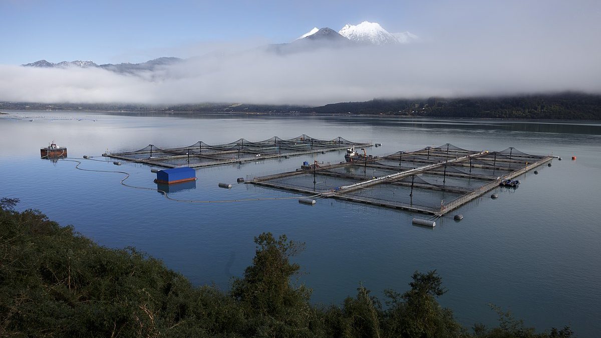 El Futuro de la Acuicultura en Chile: Sostenibilidad, Transparencia y el Rol de Achilles en la Cadena de Suministro