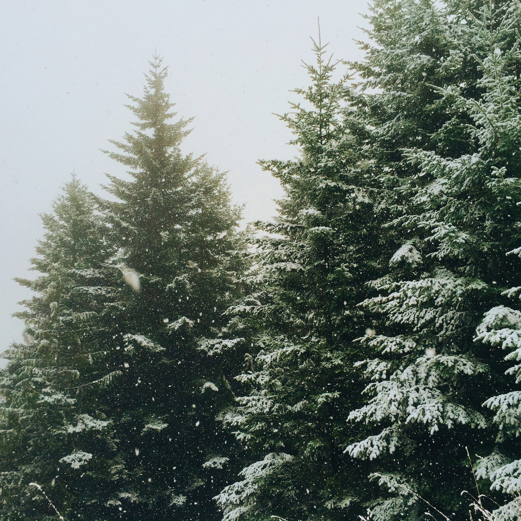 La ESG no es un árbol de hoja perenne… ni siquiera para Papá Noel